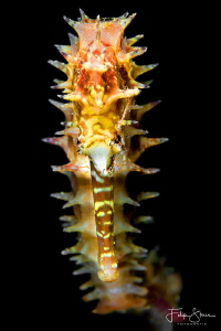 Jayakar's seahorse (Hippocampus jayakari), Dahab, Egypt. by Filip Staes 